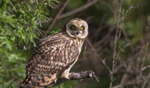 日本高溫致動物園貓頭鷹“癱”成網紅，萌態引發網友熱議
